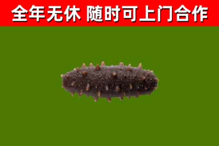 东港烟酒回收干海参.jpg